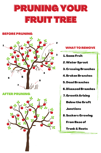 When and How to Prune Fruit Trees for Maximum Yield - Wishes